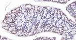 PIAS1/PIAS2 Antibody in Immunohistochemistry (Paraffin) (IHC (P))
