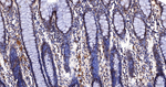 PIAS1/PIAS2 Antibody in Immunohistochemistry (Paraffin) (IHC (P))