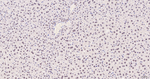 PIAS1/PIAS2 Antibody in Immunohistochemistry (Paraffin) (IHC (P))