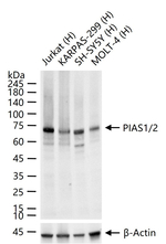 PIAS1/PIAS2 Antibody in Western Blot (WB)
