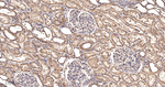 PLCB3 Antibody in Immunohistochemistry (Paraffin) (IHC (P))