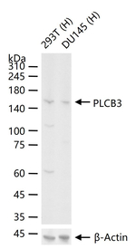 PLCB3 Antibody in Western Blot (WB)