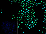 Phospho-PLCB3 (Ser537) Antibody in Immunocytochemistry (ICC/IF)