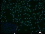 Phospho-POLR2A (Ser2) Recombinant Rabbit Monoclonal Antibody (5A2)