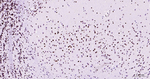 Phospho-POLR2A (Ser2) Antibody in Immunohistochemistry (Paraffin) (IHC (P))