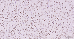 Phospho-POLR2A (Ser2) Antibody in Immunohistochemistry (Paraffin) (IHC (P))