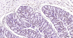 Phospho-POLR2A (Ser2) Antibody in Immunohistochemistry (Paraffin) (IHC (P))