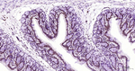 Phospho-POLR2A (Ser2) Antibody in Immunohistochemistry (Paraffin) (IHC (P))
