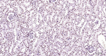 Phospho-POLR2A (Ser2) Antibody in Immunohistochemistry (Paraffin) (IHC (P))