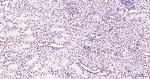 Phospho-POLR2A (Ser2) Antibody in Immunohistochemistry (Paraffin) (IHC (P))