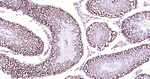Phospho-POLR2A (Ser2) Antibody in Immunohistochemistry (Paraffin) (IHC (P))