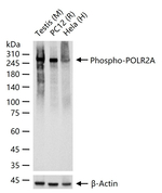 Phospho-POLR2A (Ser2) Antibody in Western Blot (WB)