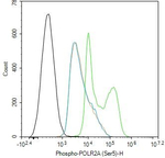 Phospho-POLR2A (Ser5) Antibody in Flow Cytometry (Flow)