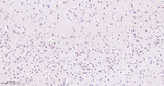 Phospho-POLR2A (Ser5) Antibody in Immunohistochemistry (Paraffin) (IHC (P))