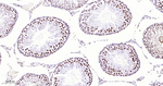 Phospho-POLR2A (Ser5) Antibody in Immunohistochemistry (Paraffin) (IHC (P))