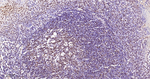 Phospho-POLR2A (Ser5) Antibody in Immunohistochemistry (Paraffin) (IHC (P))
