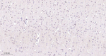 Phospho-POLR2A (Ser5) Antibody in Immunohistochemistry (Paraffin) (IHC (P))