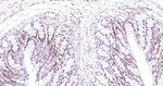 Phospho-POLR2A (Ser5) Antibody in Immunohistochemistry (Paraffin) (IHC (P))