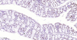 Phospho-POLR2A (Ser5) Antibody in Immunohistochemistry (Paraffin) (IHC (P))