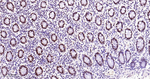 Phospho-POLR2A (Ser5) Antibody in Immunohistochemistry (Paraffin) (IHC (P))