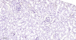 Phospho-POLR2A (Ser5) Antibody in Immunohistochemistry (Paraffin) (IHC (P))