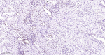 Phospho-POLR2A (Ser5) Antibody in Immunohistochemistry (Paraffin) (IHC (P))