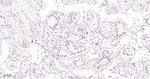 Phospho-POLR2A (Ser5) Antibody in Immunohistochemistry (Paraffin) (IHC (P))