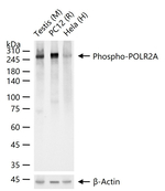 Phospho-POLR2A (Ser5) Antibody in Western Blot (WB)