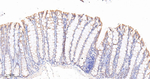 PON1 Antibody in Immunohistochemistry (Paraffin) (IHC (P))