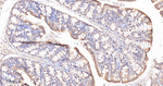 PON1 Antibody in Immunohistochemistry (Paraffin) (IHC (P))