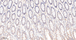 PON1 Antibody in Immunohistochemistry (Paraffin) (IHC (P))
