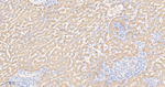 PON1 Antibody in Immunohistochemistry (Paraffin) (IHC (P))