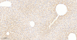PON1 Antibody in Immunohistochemistry (Paraffin) (IHC (P))