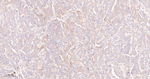 PON1 Recombinant Rabbit Monoclonal Antibody (10F9)