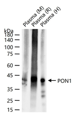 PON1 Antibody in Western Blot (WB)