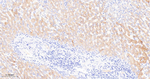 PON1 Recombinant Rabbit Monoclonal Antibody (5D6)