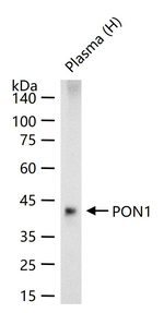 PON1 Antibody in Western Blot (WB)