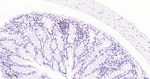 Oct-2 Antibody in Immunohistochemistry (Paraffin) (IHC (P))