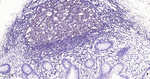 Oct-2 Antibody in Immunohistochemistry (Paraffin) (IHC (P))