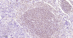 Oct-2 Antibody in Immunohistochemistry (Paraffin) (IHC (P))