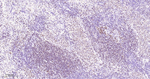 Oct-2 Antibody in Immunohistochemistry (Paraffin) (IHC (P))