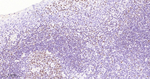 Oct-2 Antibody in Immunohistochemistry (Paraffin) (IHC (P))