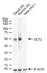 Oct-2 Antibody in Western Blot (WB)