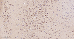 PREPL Antibody in Immunohistochemistry (Paraffin) (IHC (P))