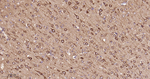PREPL Antibody in Immunohistochemistry (Paraffin) (IHC (P))