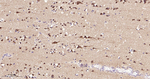PREPL Antibody in Immunohistochemistry (Paraffin) (IHC (P))