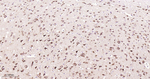 PREPL Antibody in Immunohistochemistry (Paraffin) (IHC (P))
