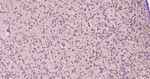 PREPL Antibody in Immunohistochemistry (Paraffin) (IHC (P))