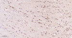 PREPL Antibody in Immunohistochemistry (Paraffin) (IHC (P))