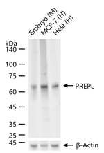 PREPL Antibody in Western Blot (WB)